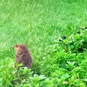 Meet your Posher, Dana